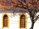 Those great purple blossoms again!